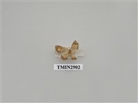 藏品(尺蛾647)的圖片
